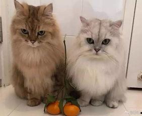 明星的猫都叫什么,猫咪们的“星味”昵称大盘点